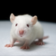 Illustration for article titled Dont believe the hype: We havent cured Down Syndrome in mice